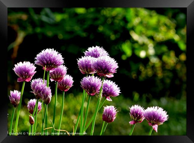 Chives growing in a country garden Framed Print by Tom Curtis