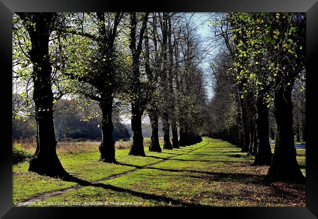 Clumber Park Nottinghamshire Framed Print by Tom Curtis