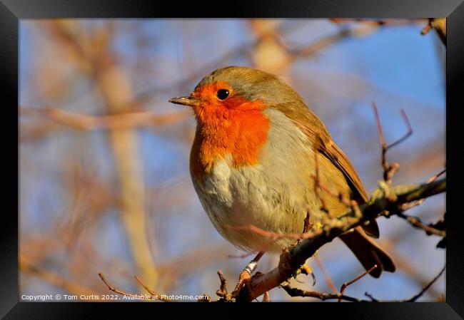 Robin on a tree branch Framed Print by Tom Curtis