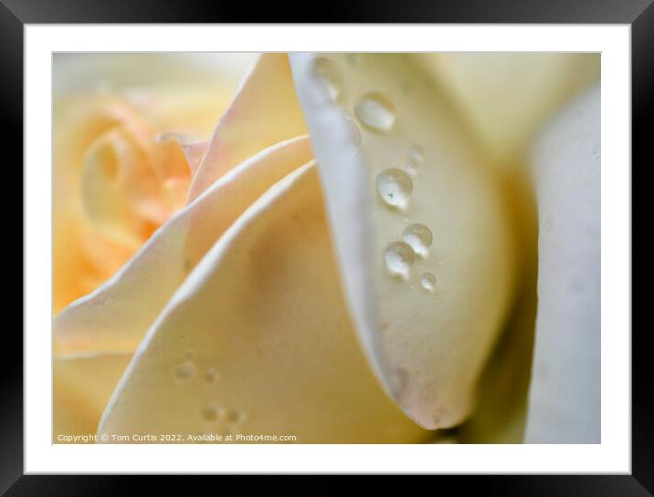 Raindrops on a White Rose Framed Mounted Print by Tom Curtis