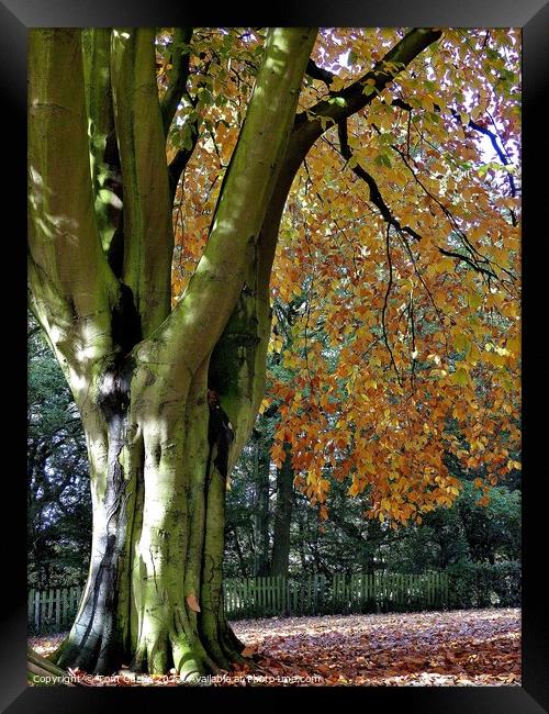 Beech Tree in Autumn Framed Print by Tom Curtis