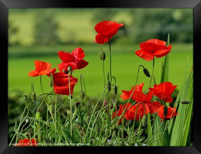 Wild Poppies in a Field Framed Print by Tom Curtis