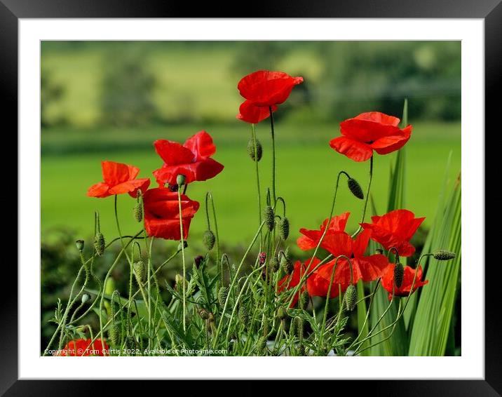 Wild Poppies in a Field Framed Mounted Print by Tom Curtis