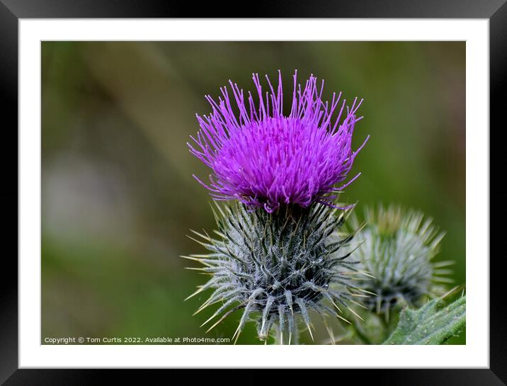 Scotch Thistle Framed Mounted Print by Tom Curtis