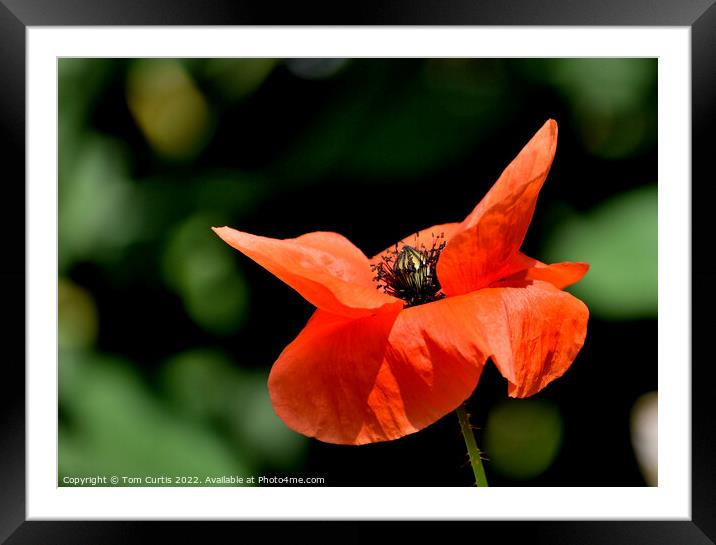 Wild Poppy Closeup Framed Mounted Print by Tom Curtis