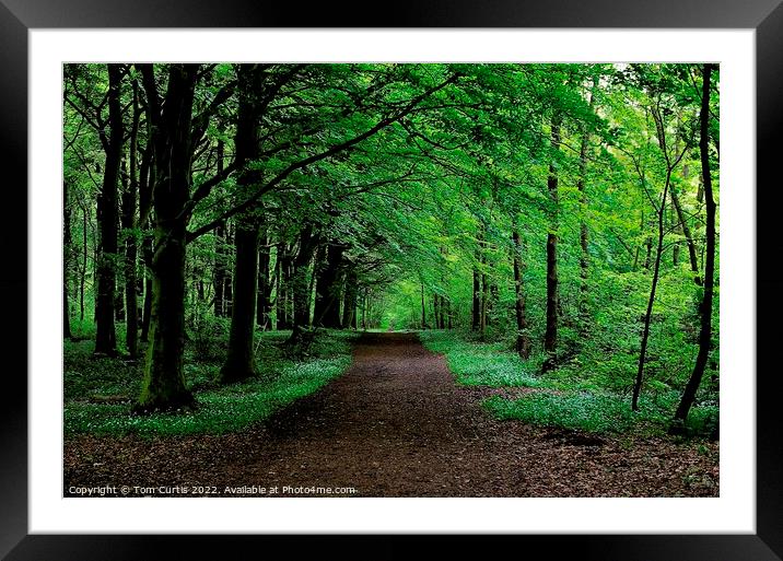 Path through the Wood Framed Mounted Print by Tom Curtis