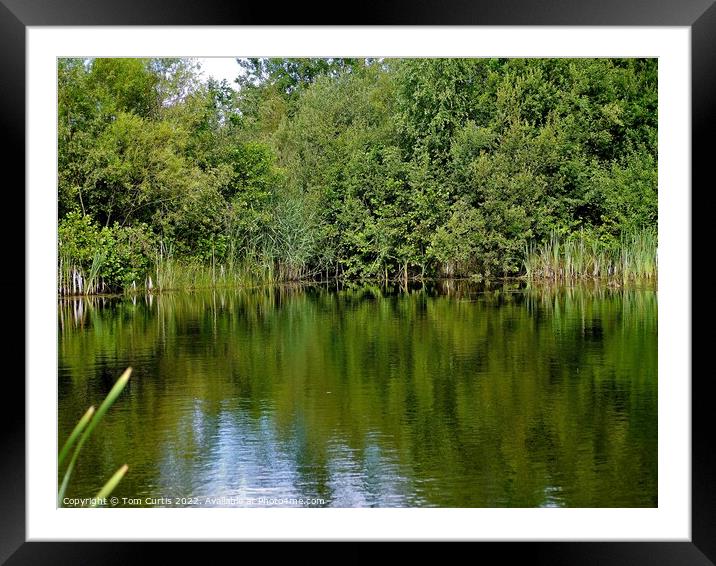 Reflections in Pond Framed Mounted Print by Tom Curtis