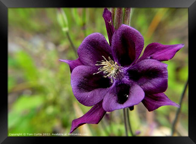 Aquilegia flower Framed Print by Tom Curtis