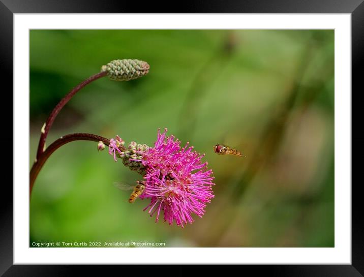 Hoverflies on Sanguisorba flower Framed Mounted Print by Tom Curtis
