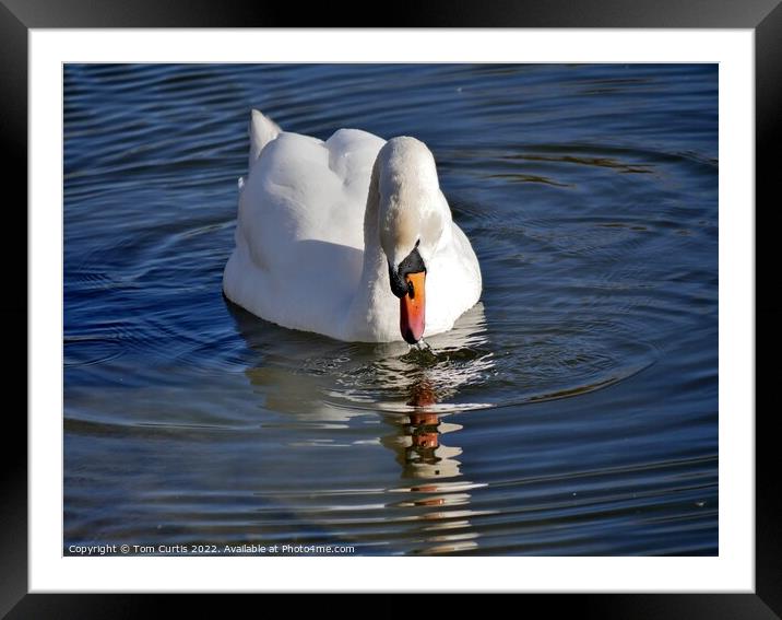 Mute Swan and Reflection Framed Mounted Print by Tom Curtis