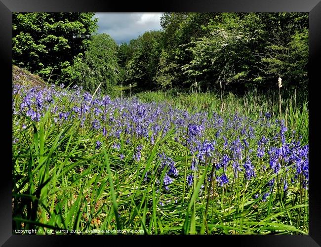 Bluebells beside the Canal Framed Print by Tom Curtis