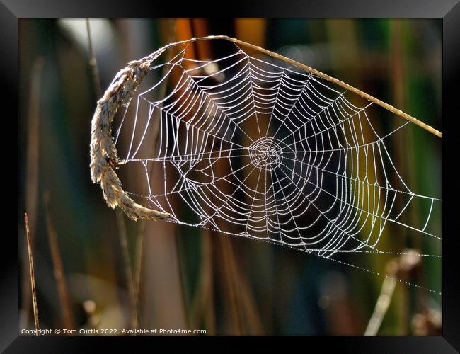 Spiders Web with Dew Framed Print by Tom Curtis