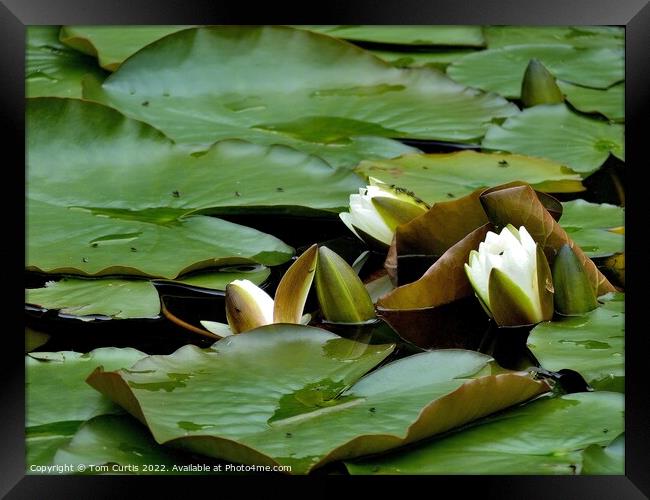 White Water Lilies Framed Print by Tom Curtis
