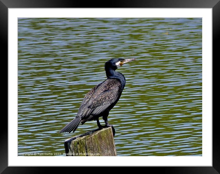 Cormorant on Tree Stump Framed Mounted Print by Tom Curtis