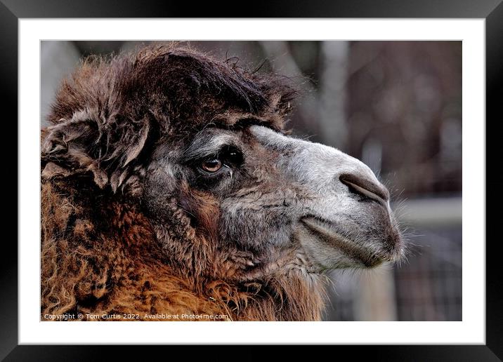 Bactrian Camel Framed Mounted Print by Tom Curtis