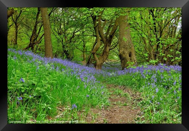 Bluebells at Storrs Mill Wood Cudworth Framed Print by Tom Curtis