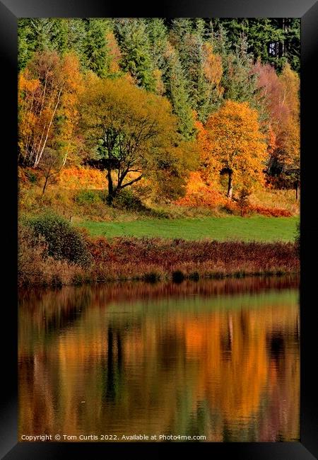 Dalby Forest North Yorkshire Framed Print by Tom Curtis