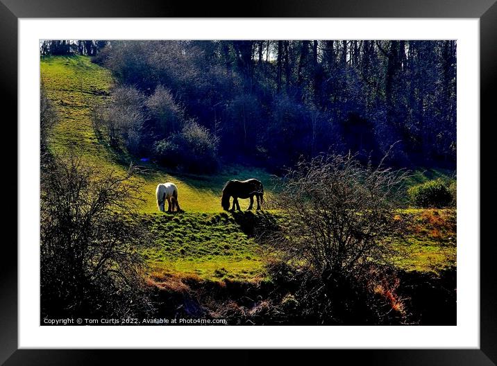 Horses Grazing in  a Glade Framed Mounted Print by Tom Curtis