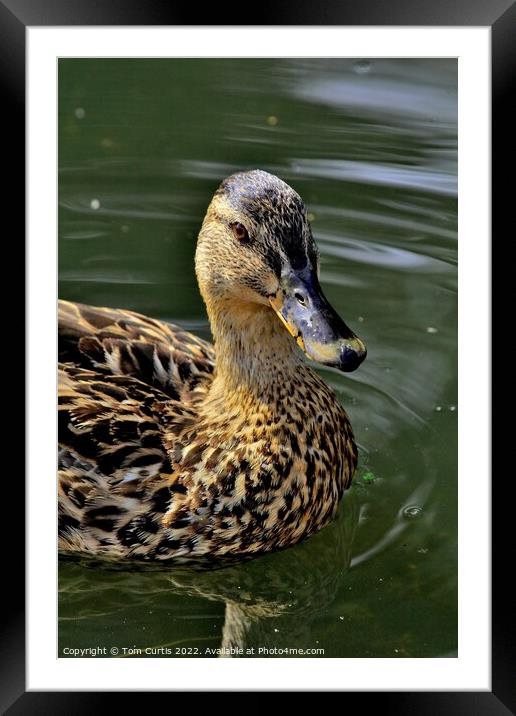 Mallard Duck Female Framed Mounted Print by Tom Curtis