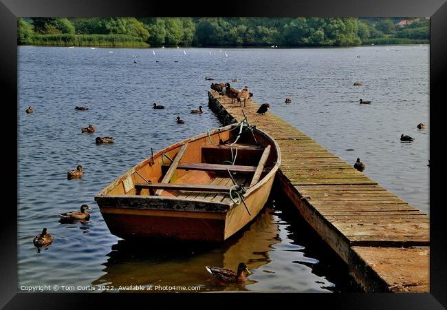 Rowing Boat  Hornsea Mere Framed Print by Tom Curtis
