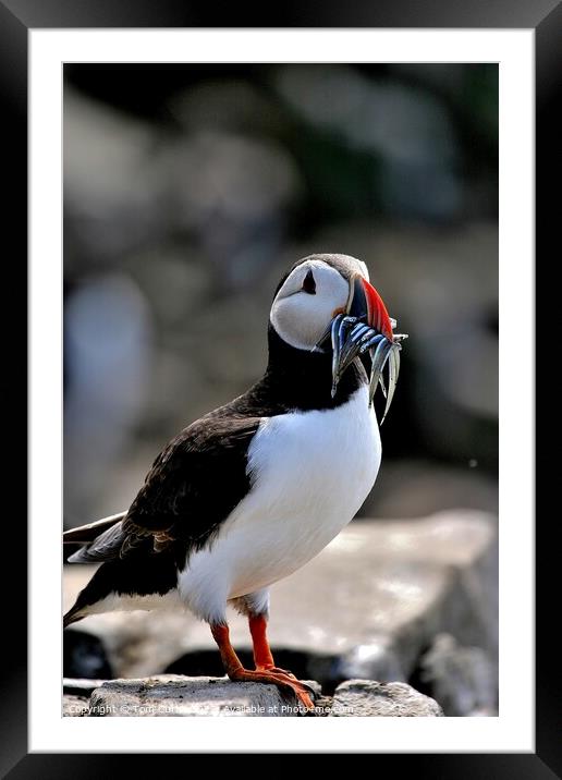 Puffin with Sandeels Framed Mounted Print by Tom Curtis