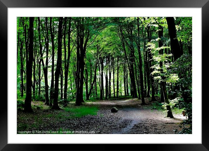 Kilsture Forest Galloway Framed Mounted Print by Tom Curtis