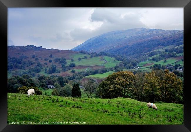 From Loughrigg Fell Cumbria Framed Print by Tom Curtis
