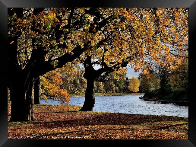Autumn River Ouse York Framed Print by Tom Curtis