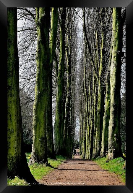 Avenue of Limes Framed Print by Tom Curtis