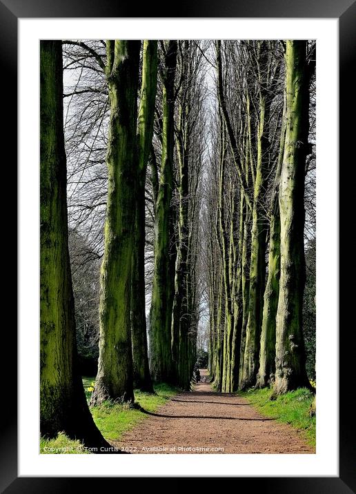 Avenue of Limes Framed Mounted Print by Tom Curtis