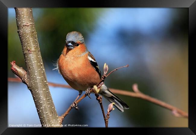 Chaffinch perched on tree Framed Print by Tom Curtis