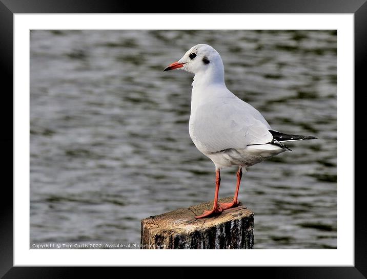 Black Headed Gull Juvenile Framed Mounted Print by Tom Curtis