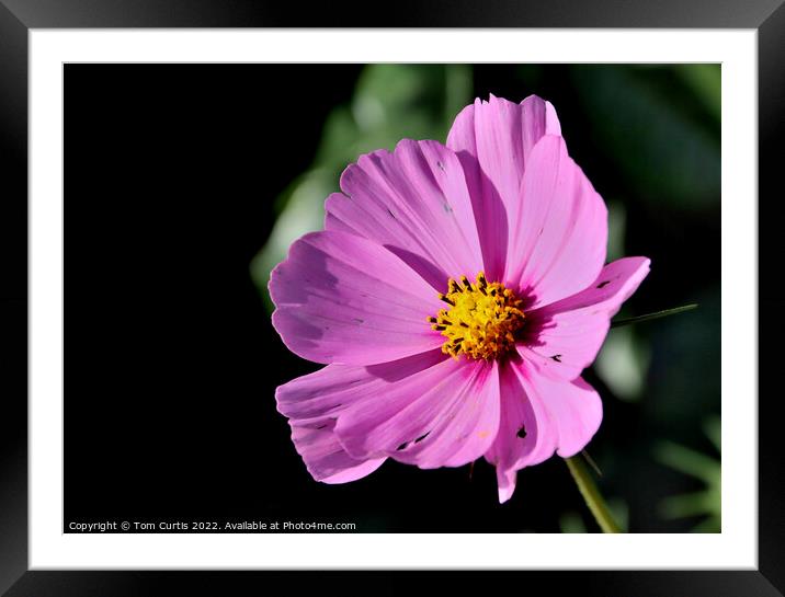 Cosmos Flower Pink Framed Mounted Print by Tom Curtis