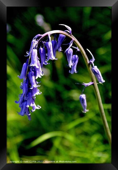 Common Bluebell Hyacinthoides Framed Print by Tom Curtis