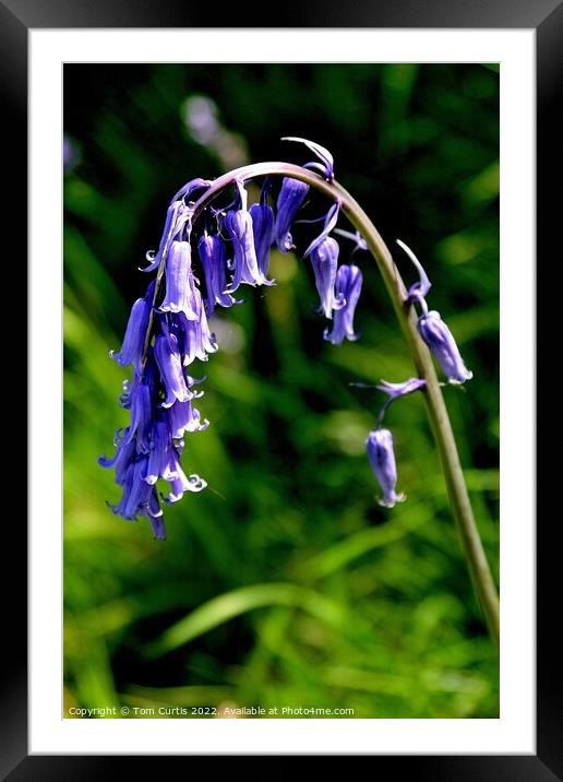 Common Bluebell Hyacinthoides Framed Mounted Print by Tom Curtis