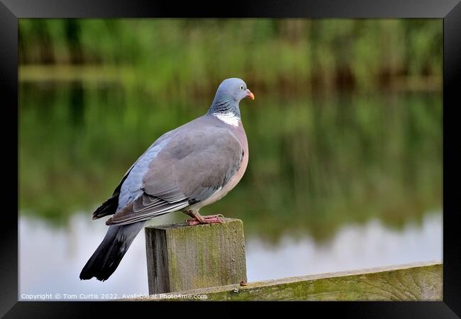 Wood Pigeon perched on post Framed Print by Tom Curtis