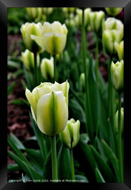 Tulip Spring Green Framed Print by Tom Curtis