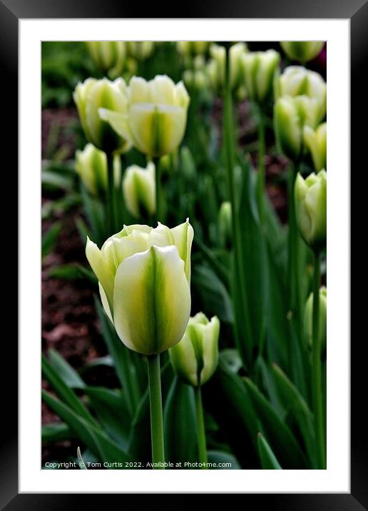 Tulip Spring Green Framed Mounted Print by Tom Curtis