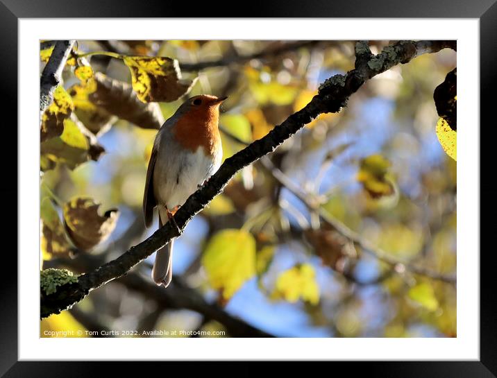 Robin in Tree Framed Mounted Print by Tom Curtis