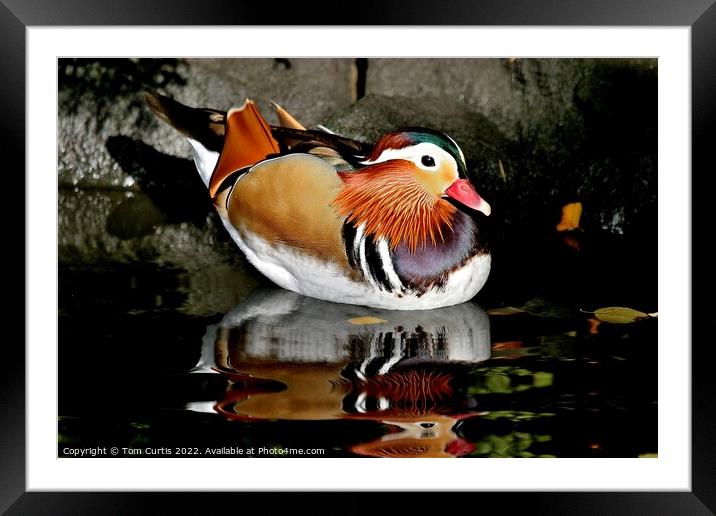 Mandarin Duck Male Framed Mounted Print by Tom Curtis