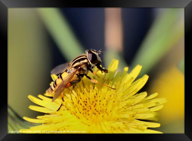Hoverfly perched on flower Framed Print by Tom Curtis
