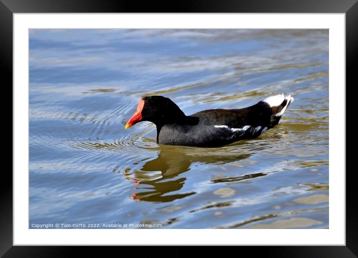 Moorhen with reflections Framed Mounted Print by Tom Curtis