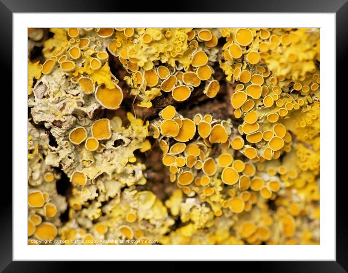Lichens closeup Framed Mounted Print by Tom Curtis