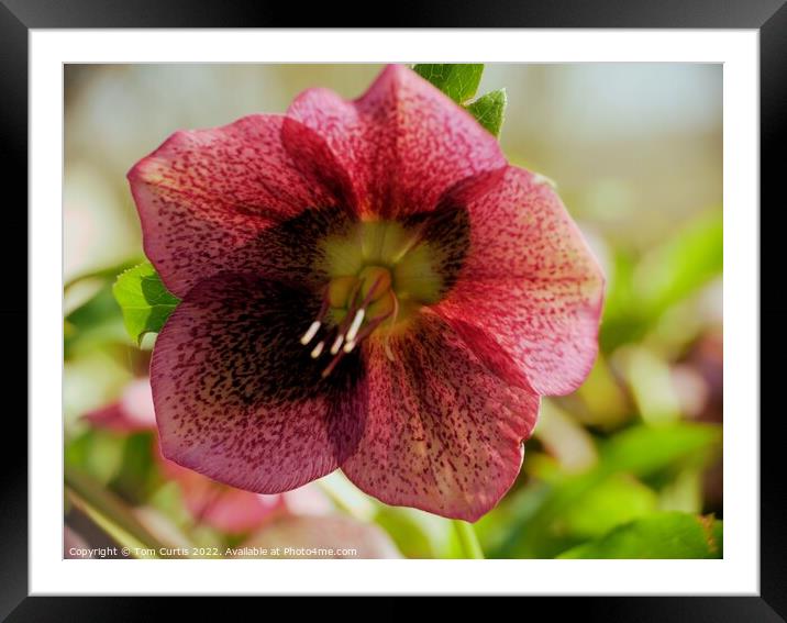 Red Hellebore Framed Mounted Print by Tom Curtis