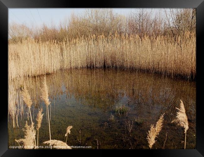Reed Bed in Winter Framed Print by Tom Curtis