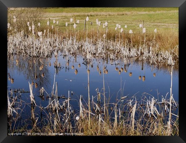 Reeds and Reflections Framed Print by Tom Curtis