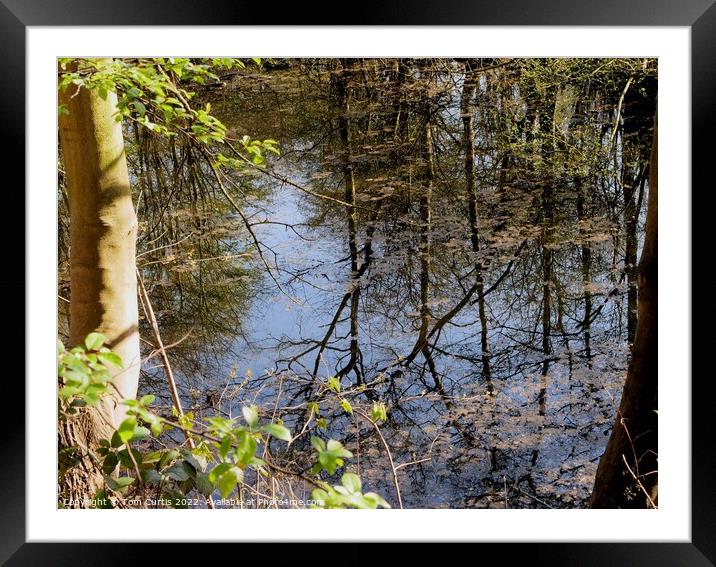 Trees and Reflections Framed Mounted Print by Tom Curtis