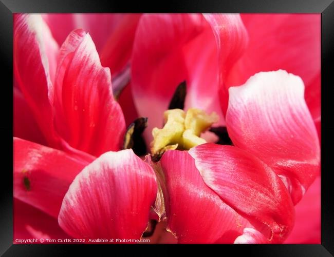 Deep Pink Tulip flower Framed Print by Tom Curtis