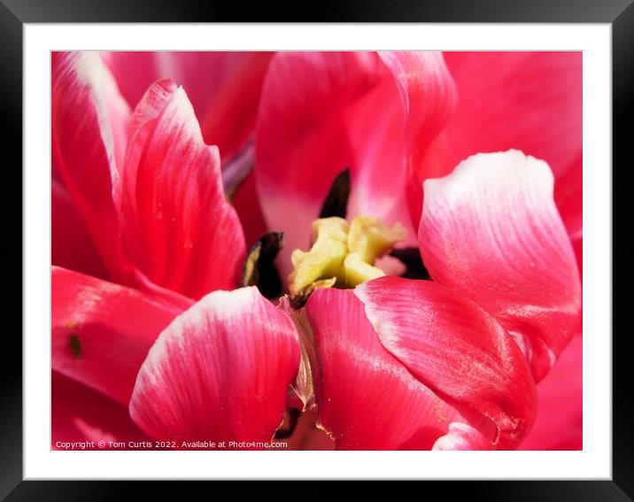 Deep Pink Tulip flower Framed Mounted Print by Tom Curtis