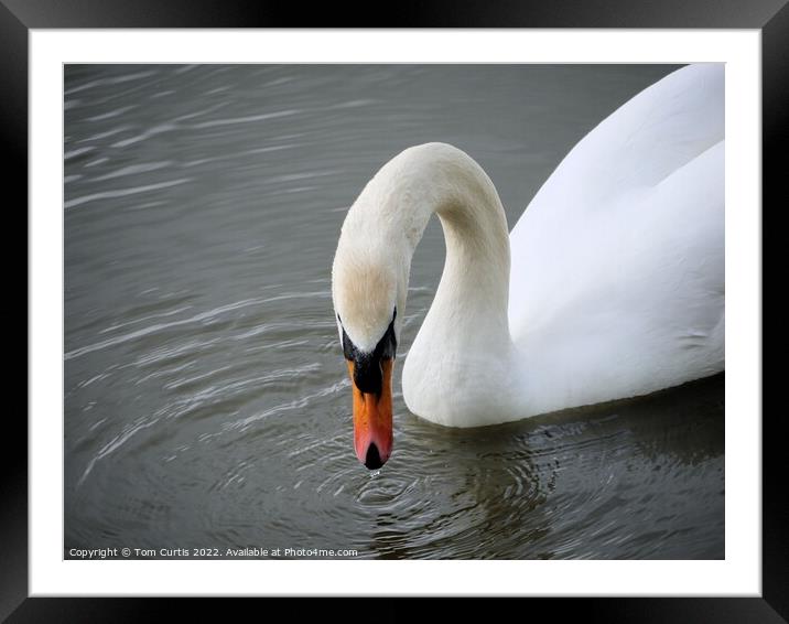 Mute Swan Framed Mounted Print by Tom Curtis